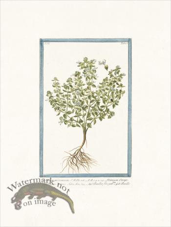 Bonelli 285 Basil bush